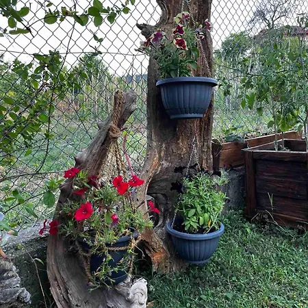 ιξός Vria
